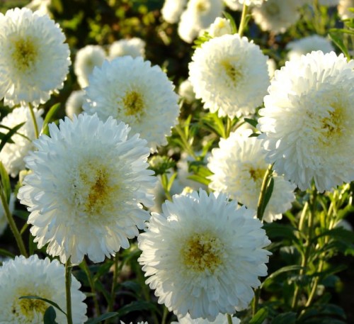  ASTER POMPONS LUX